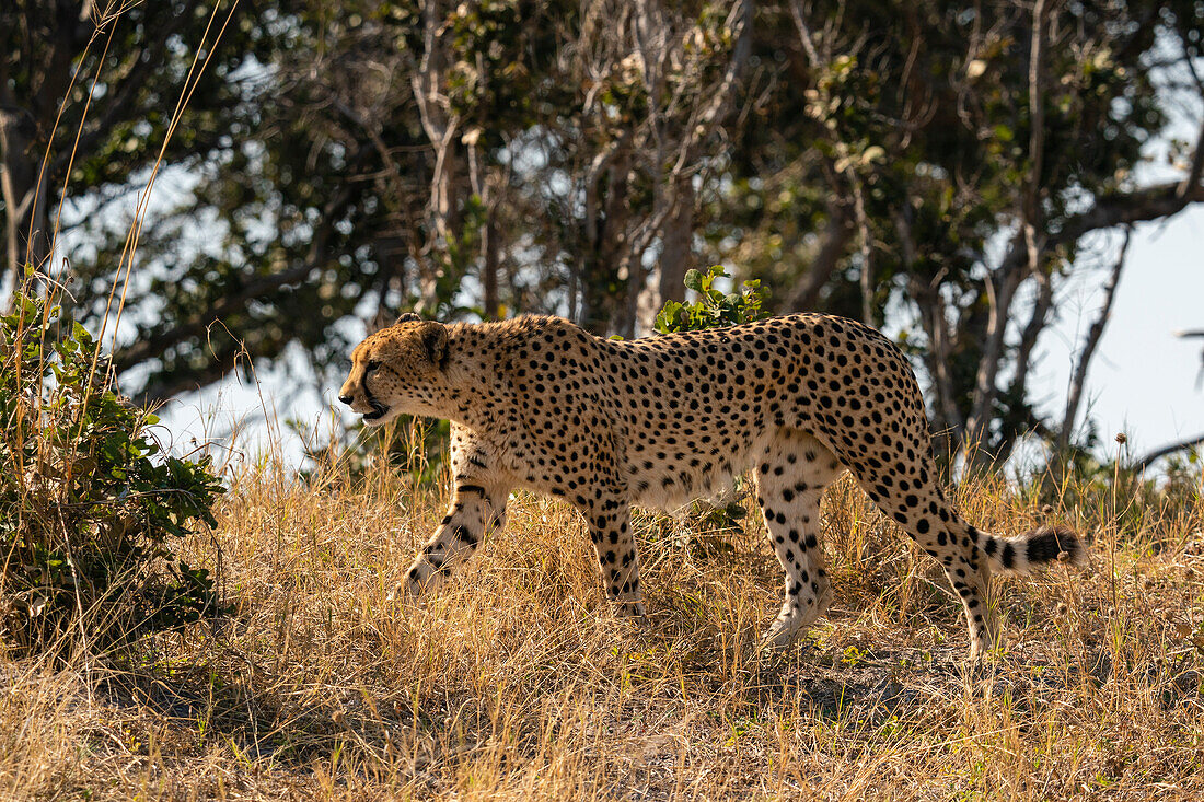 Cheetah (Acinonyx jubatus) walking, Savuti, Chobe National Park, Botswana, Africa