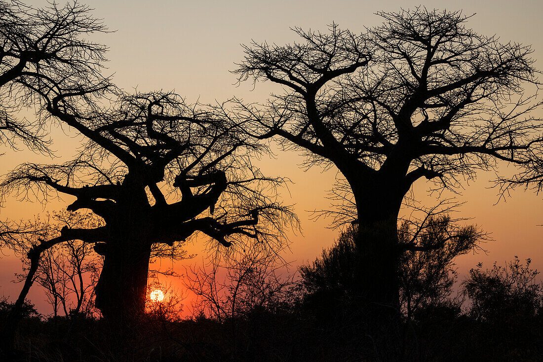Baobab (Adansonia sp) treees in the savannah at sunset, Savuti, Chobe National Park, Botswana, Africa