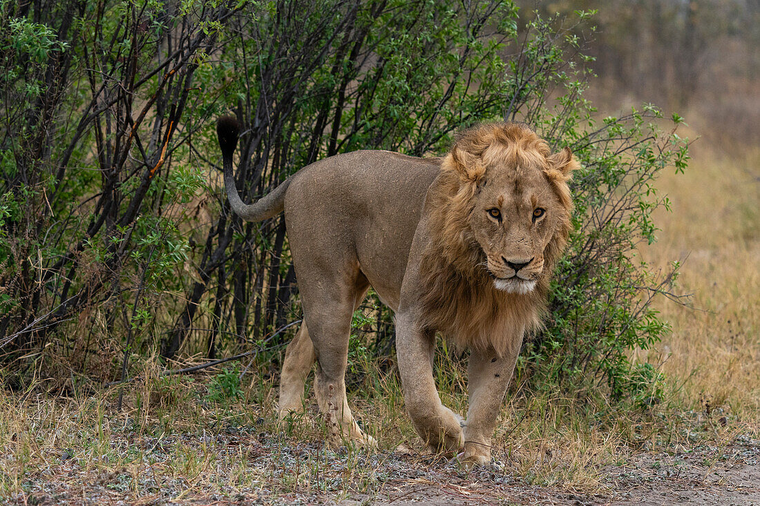 Löwe (Panthera leo) schaut in die Kamera, Savuti, Chobe National Park, Botswana, Afrika