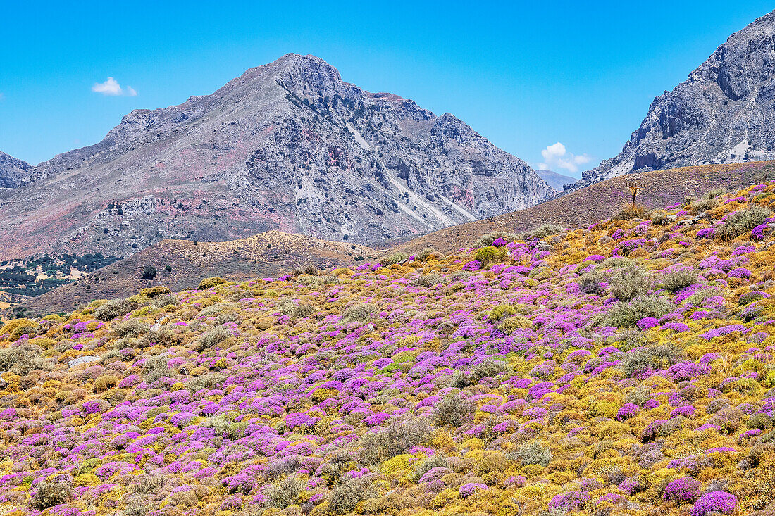 Blühende Thymiansträucher, Kourtaliotiko-Schlucht, Rethymno, Kreta, Griechische Inseln, Griechenland, Europa