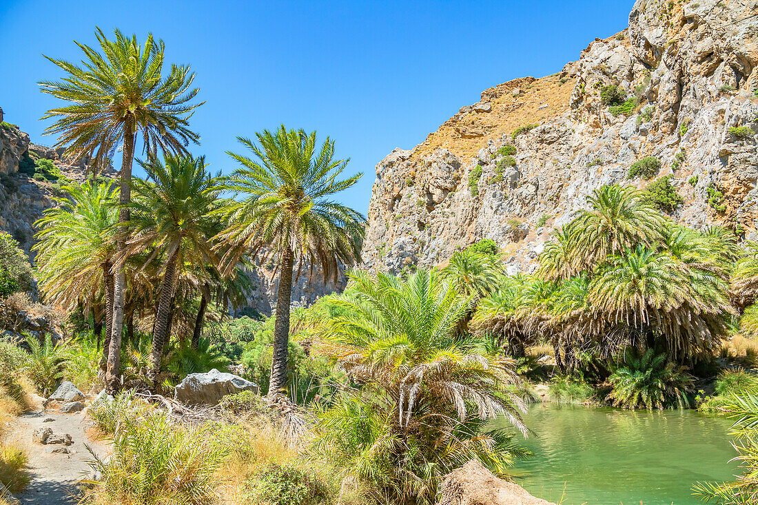 Preveli palm forest, Rethymno, Crete, Greek Islands, Greece, Europe