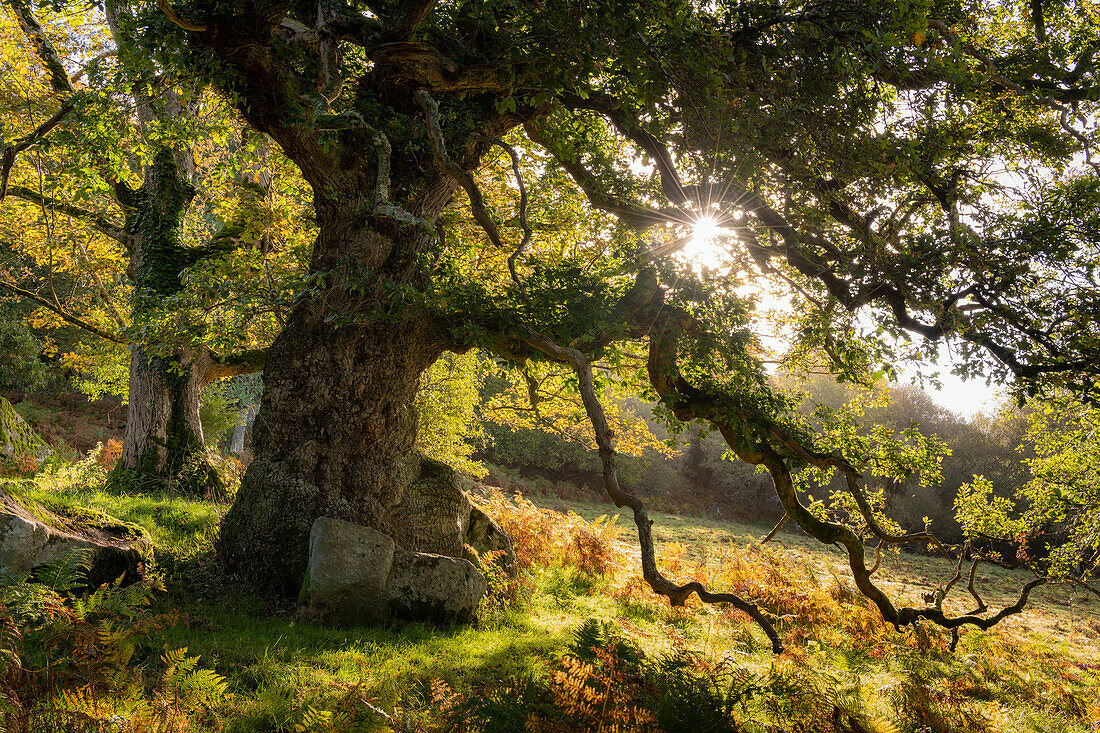 Sonnenaufgang durch die Äste einer alten Eiche im Herbst, Dartmoor, Devon, England, Vereinigtes Königreich, Europa