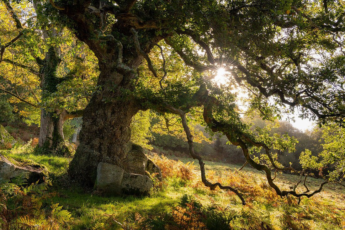 Sun rising through the branches of an ancient oak tree, in autumn, Dartmoor, Devon, England, United Kingdom, Europe