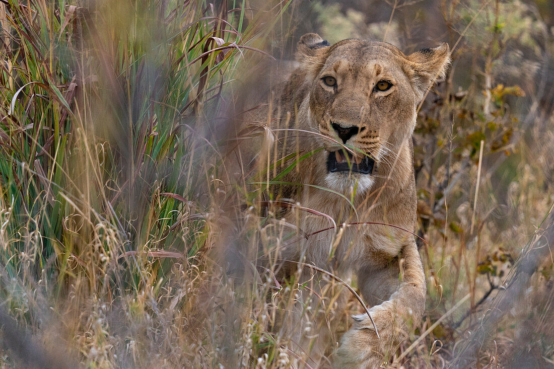 Lioness (Panthera leo) walking in the tall grass, Savuti, Chobe National Park, Botswana, Africa