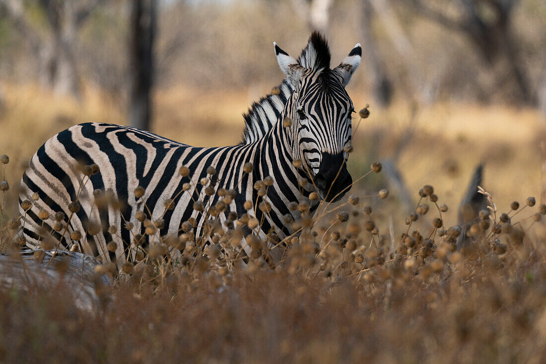 Plains zebra (Equus quagga) walking in tall grass, Khwai Concession, Okavango Delta, Botswana, Africa