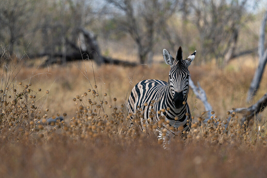 Steppenzebra (Equus quagga) im hohen Gras, Khwai-Konzession, Okavango-Delta, Botsuana, Afrika