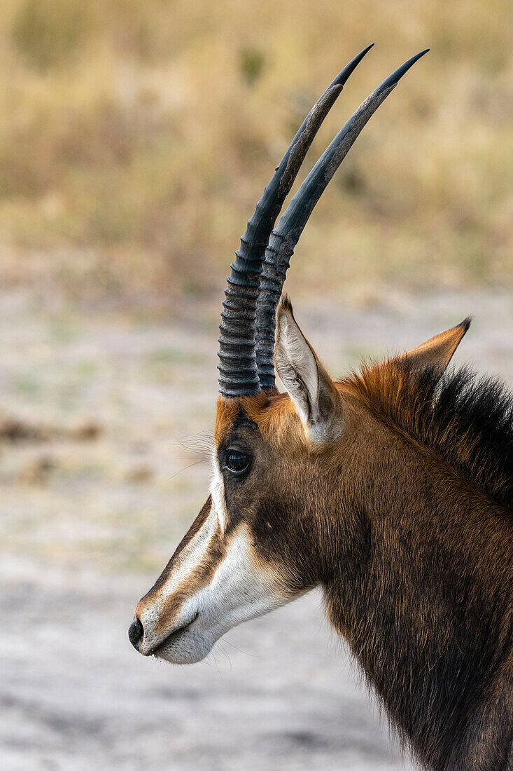 Rappenantilope (Hippotragus niger), Khwai-Konzession, Okavango-Delta, Botsuana, Afrika