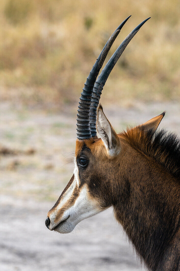 Sable antelope (Hippotragus niger), Khwai Concession, Okavango Delta, Botswana, Africa