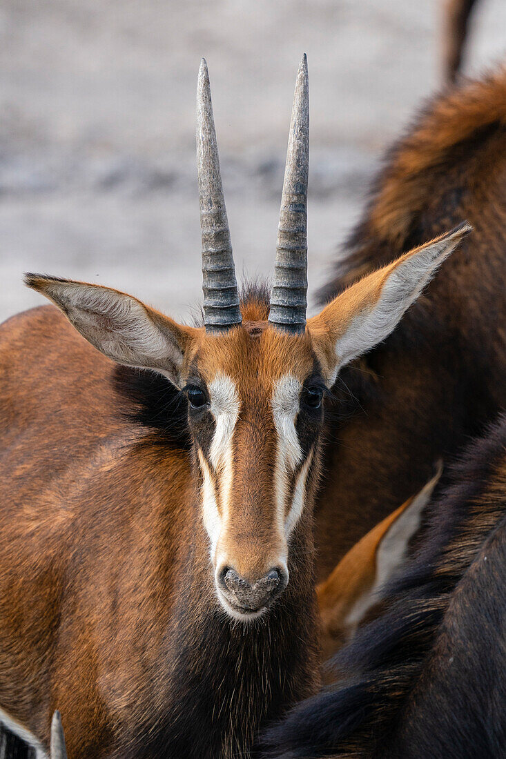 Rappenantilope (Hippotragus niger), Khwai-Konzession, Okavango-Delta, Botsuana, Afrika