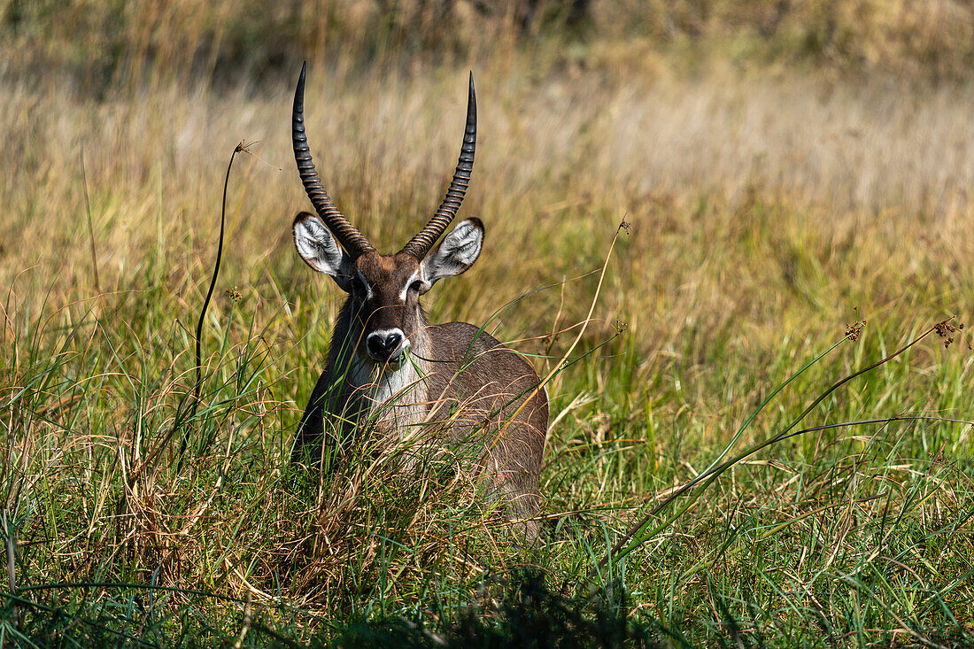 Männlicher Wasserbock (Kobus ellipsiprymnus), Khwai-Konzession, Okavango-Delta, Botsuana, Afrika