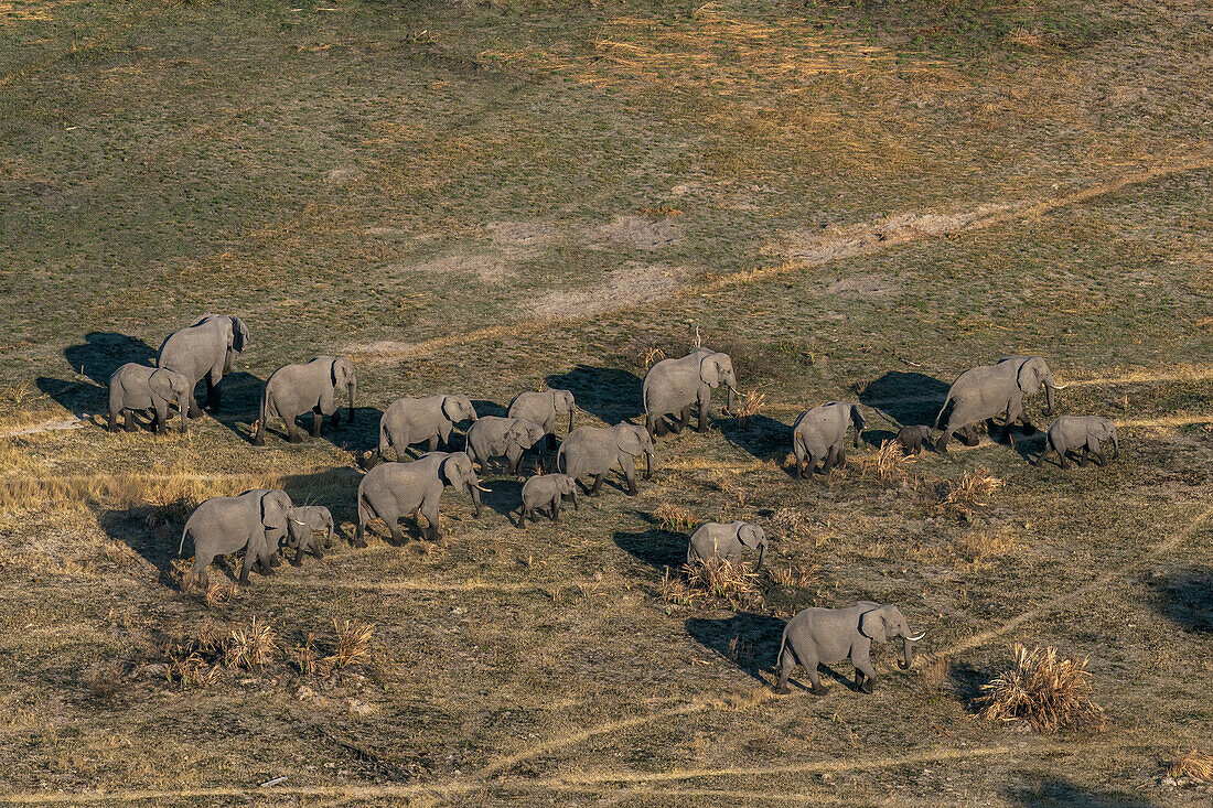 Luftaufnahme von Afrikanischen Elefanten (Loxodonta africana) bei einer Wanderung im Okavango-Delta, UNESCO-Welterbe, Botswana, Afrika