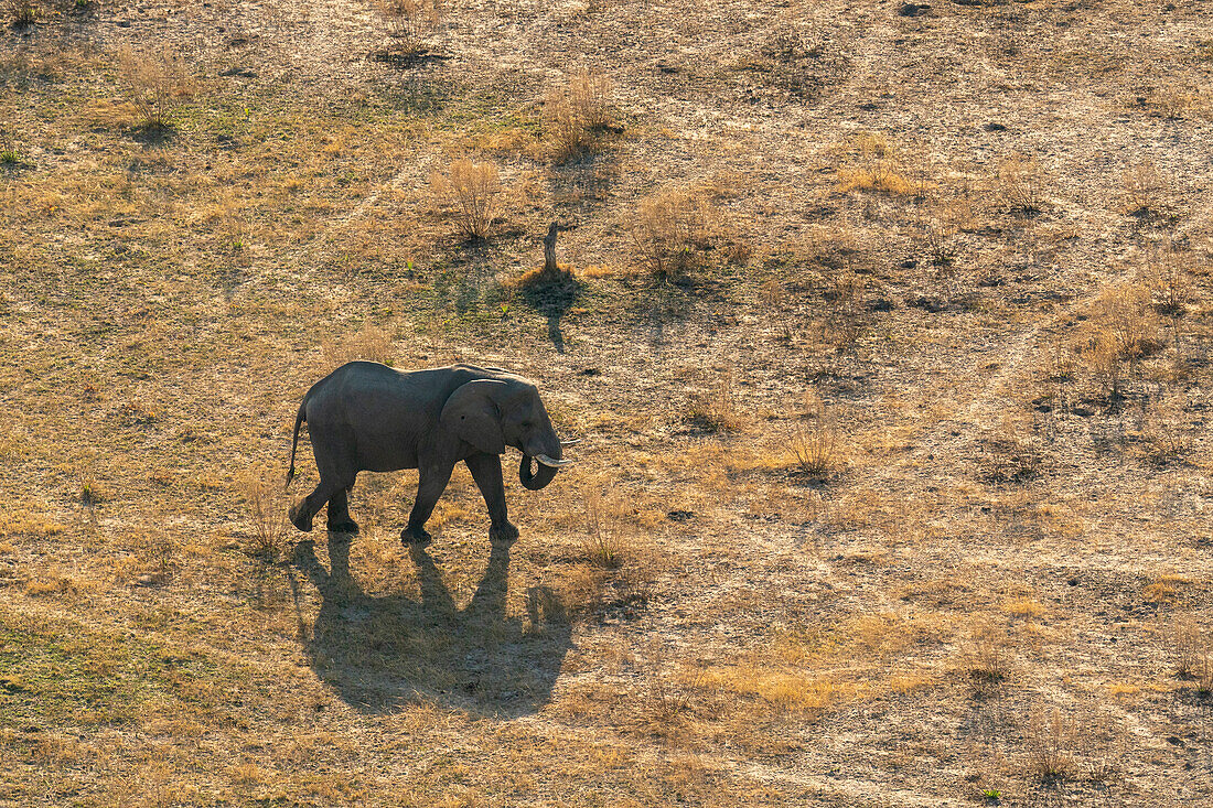 Luftaufnahme eines Afrikanischen Elefanten (Loxodonta africana) beim Spaziergang im Okavango-Delta, UNESCO-Welterbe, Botswana, Afrika