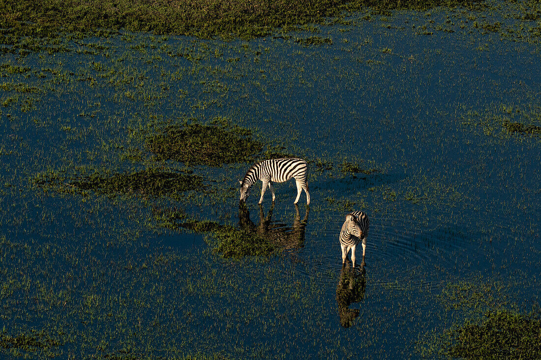 Luftaufnahme von Steppenzebras (Equus quagga) beim Grasen im Okavango-Delta, UNESCO-Welterbestätte, Botsuana, Afrika