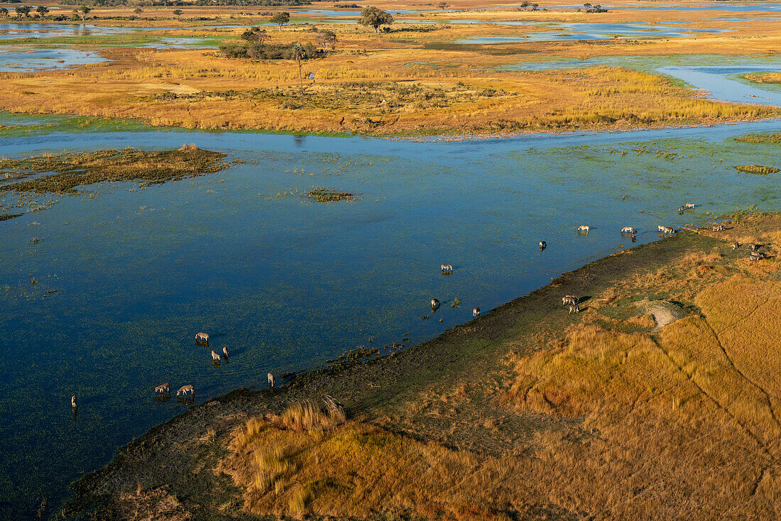 Luftaufnahme von Steppenzebras (Equus quagga) beim Grasen im Okavango-Delta, UNESCO-Welterbestätte, Botsuana, Afrika