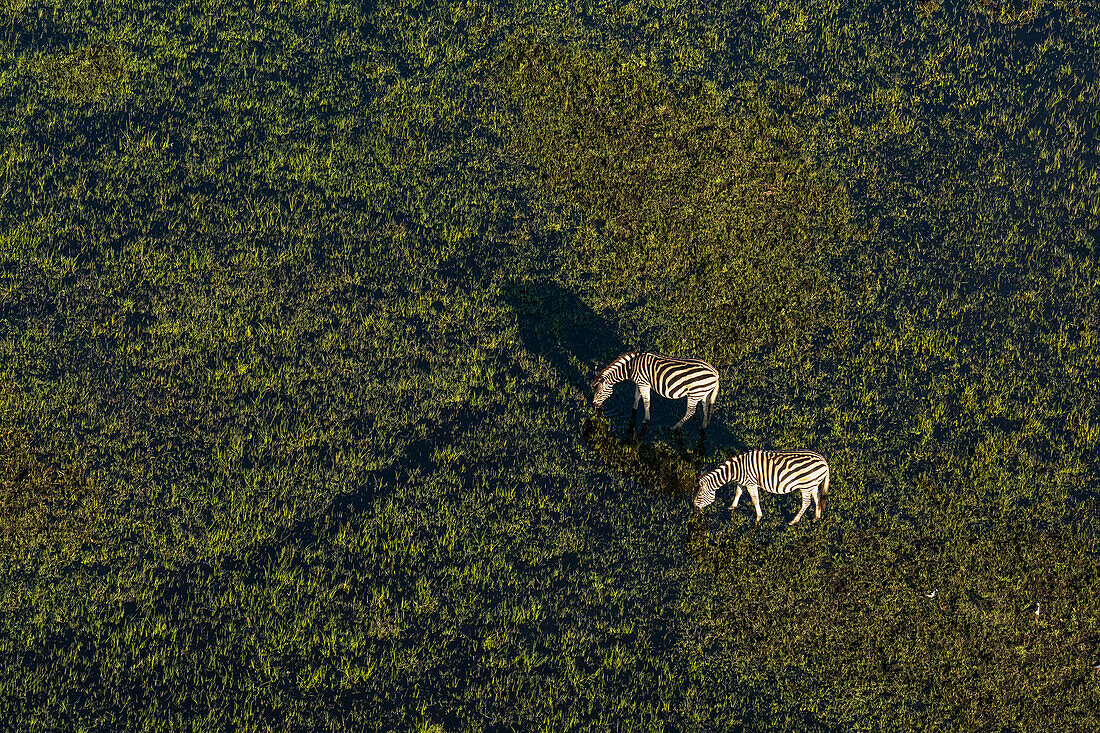 Luftaufnahme von grasenden Steppenzebras (Equus quagga) im Okavango-Delta, Botsuana, Afrika