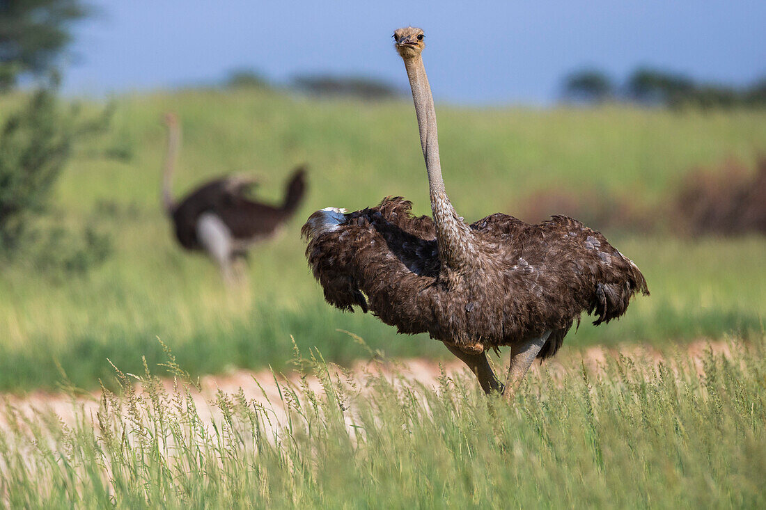 Strauß (Struthio camelus) weiblich, Kgalagadi Transfrontier Park, Nordkap, Südafrika, Afrika