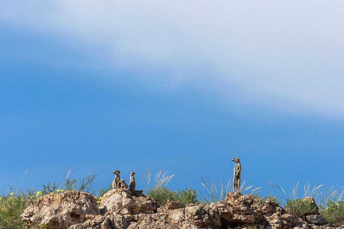 Meerkats (Suricata suricatta), Kgalagadi Transfrontier Park, Northern Cape, South Africa, Africa