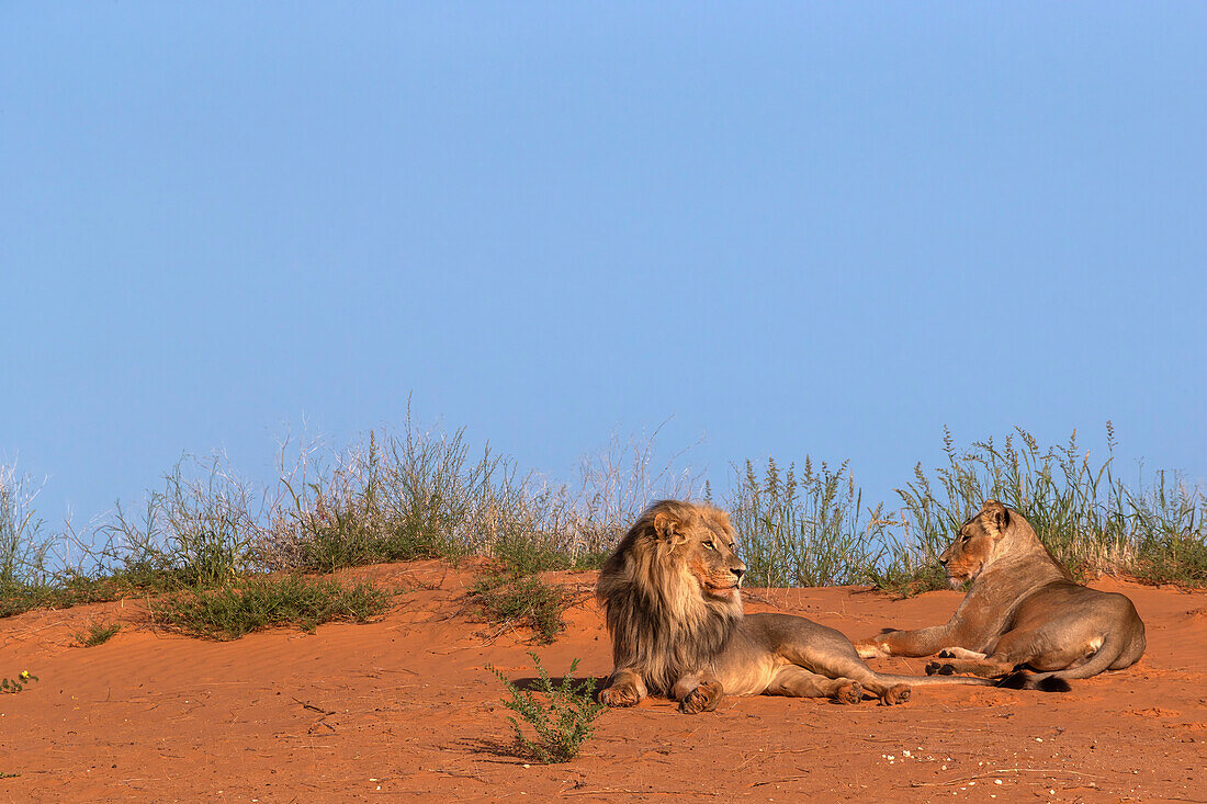 Lion and lioness (Panthera leo), Kgalagadi Transfrontier Park, Northern Cape, South Africa, Africa