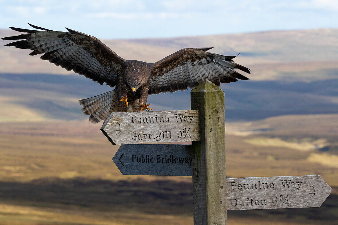 Mäusebussard (Buteo buteo) landet auf Pennine Way Schild, Kontrolliert, Cumbria, England, Vereinigtes Königreich, Europa