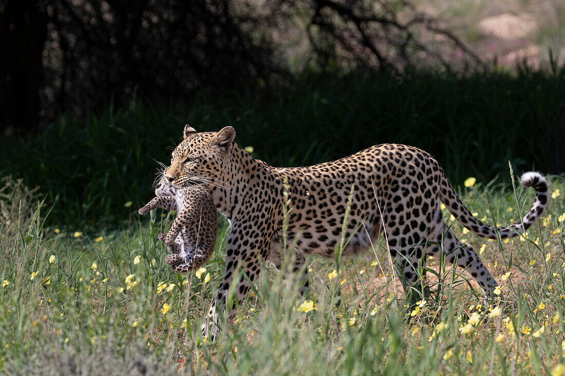 Leopard female (Panthera pardus) carrying cub to new den, Kgalagadi Transfrontier Park, Northern Cape, South Africa, Africa