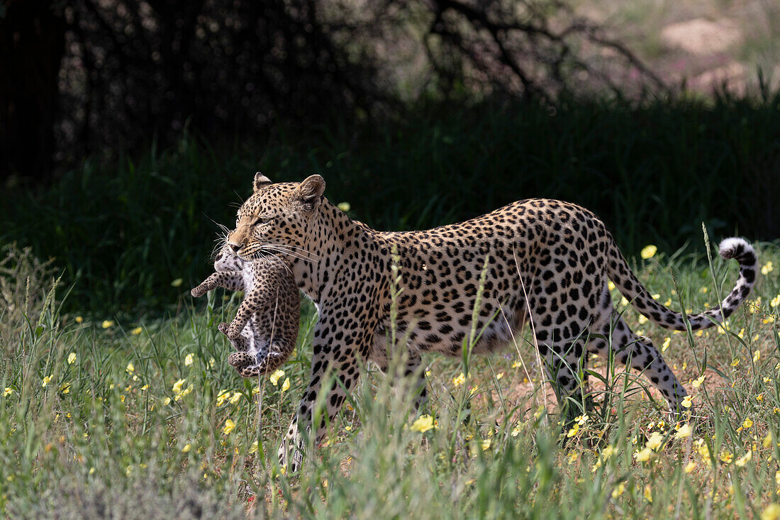 Leopardenweibchen (Panthera pardus) trägt Jungtier zu neuer Höhle, Kgalagadi Transfrontier Park, Nordkap, Südafrika, Afrika