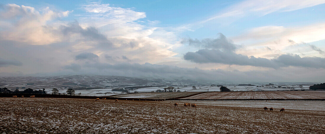 Schafe auf der Futtersuche auf gefrorenen Feldern, Lower Pennines, Eden Valley, Cumbria, England, Vereinigtes Königreich, Europa