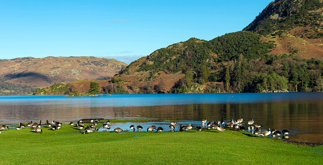Canada Geese feeding, Glenridding, Ullswater, Lake District National Park, UNESCO World Heritage Site, Cumbria, England, United Kingdom, Europe
