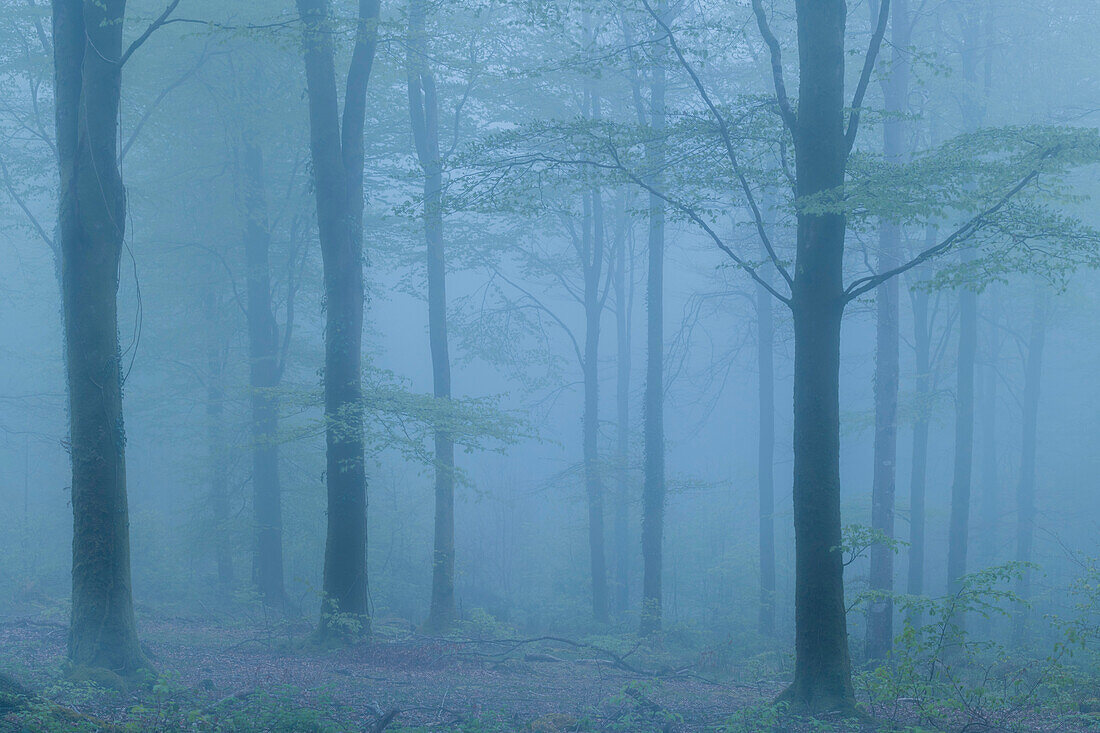 Gespenstischer Wald an einem nebligen Abend im Frühling, Cornwall, England, Vereinigtes Königreich, Europa