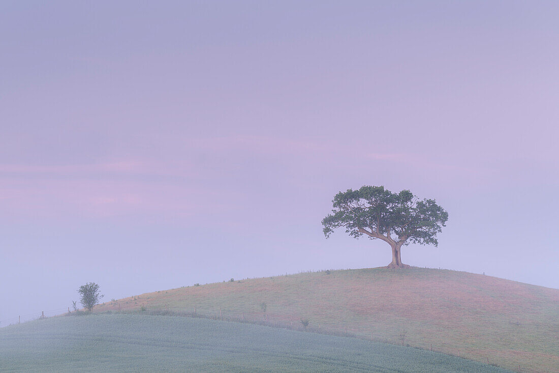 Einsamer Baum auf einem Hügel in einer nebligen rosa Morgendämmerung im Frühling, Devon, England, Vereinigtes Königreich, Europa