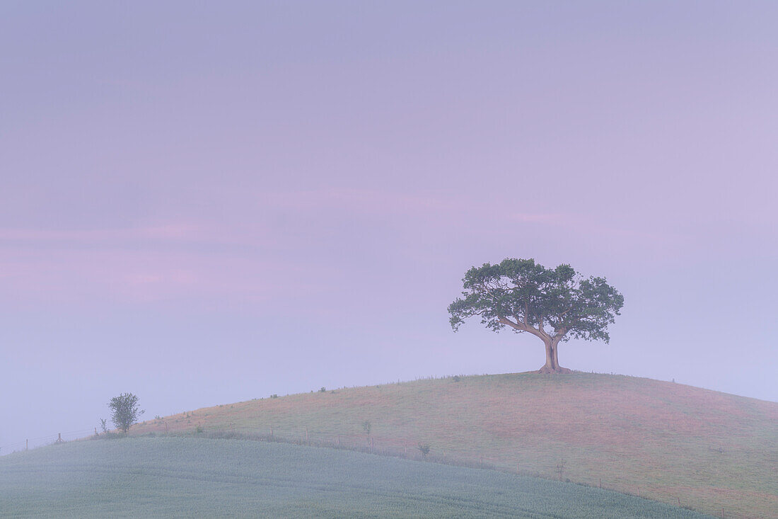 Lone tree on a hill top on a misty pink dawn in spring, Devon, England, United Kingdom, Europe