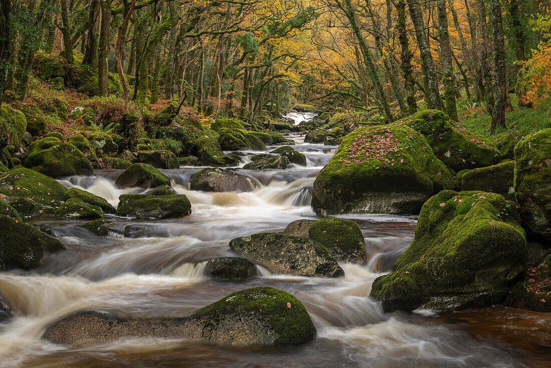 Der Fluss Plym rauscht über Felsbrocken im Dewerstone Wood, im Herbst, Dartmoor, Devon, England, Vereinigtes Königreich, Europa
