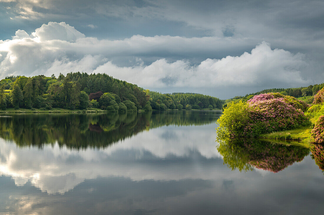 Reflections on a calm summer evening at Kennick Reservoir, Dartmoor National Park, Devon, England, United Kingdom, Europe