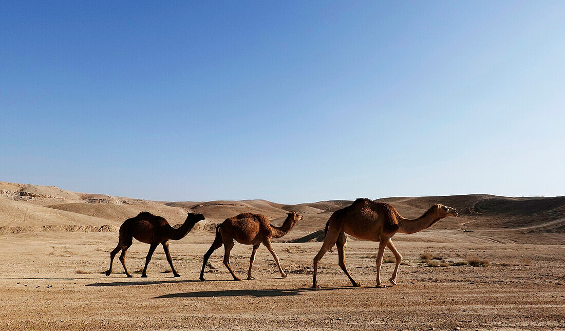 Arabian camels in the Judean Desert, Israel, Middle East