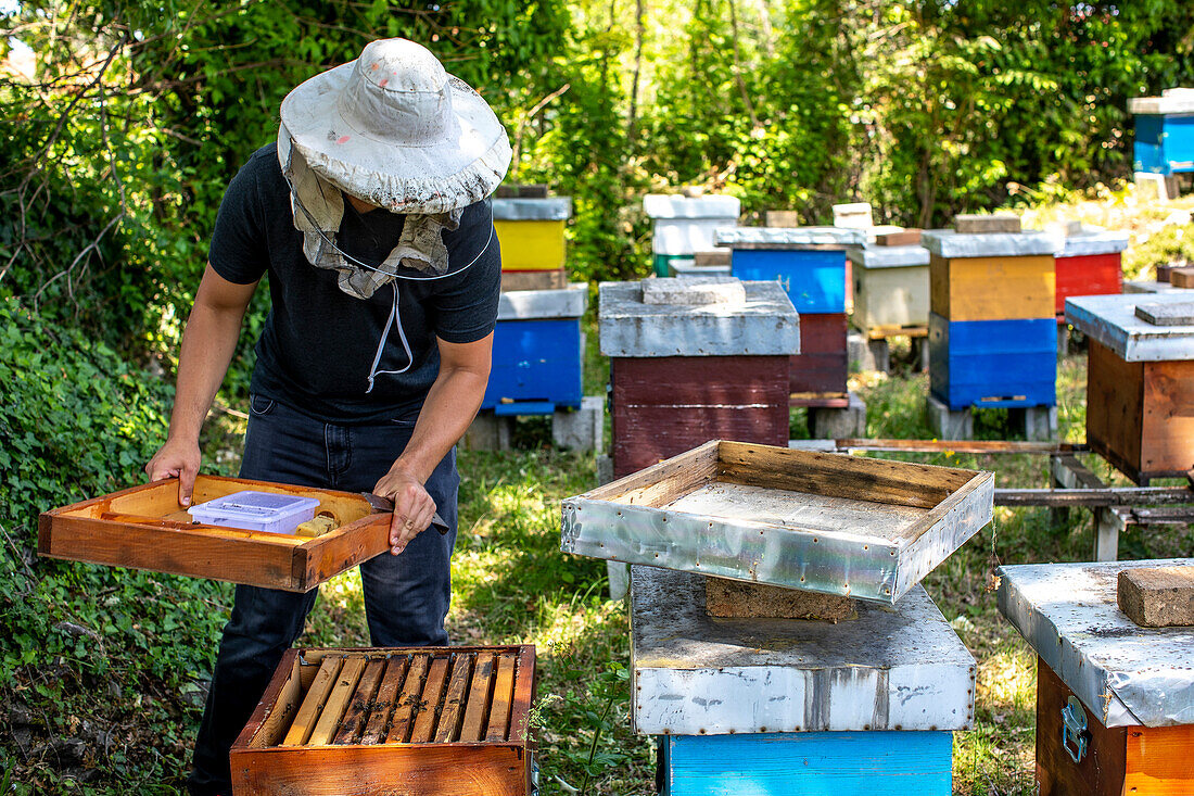 Beekeeper in Ubli, Montenegro, Europe