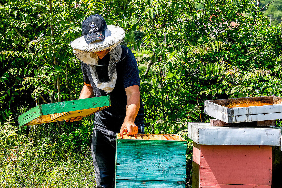 Beekeeper in Ubli, Montenegro, Europe