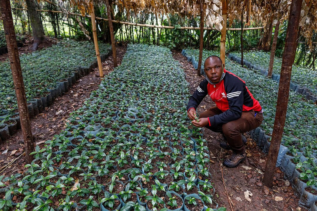 Field and certification supervisor in the nursery, Kopakama Coffee Grower's Cooperative, Rutsiro, Rwanda, Africa