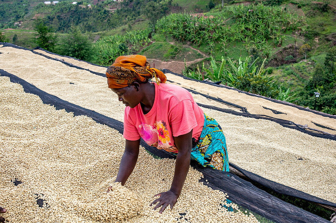 Abakundakawa Coffee Grower's Cooperative, Minazi Kaffee-Waschstation, Gakenke-Distrikt, Ruanda, Afrika