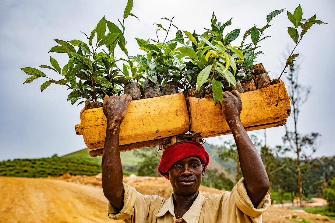Pflückerin trägt Teebaumschösslinge auf dem Kopf im Westen Ruandas, Afrika