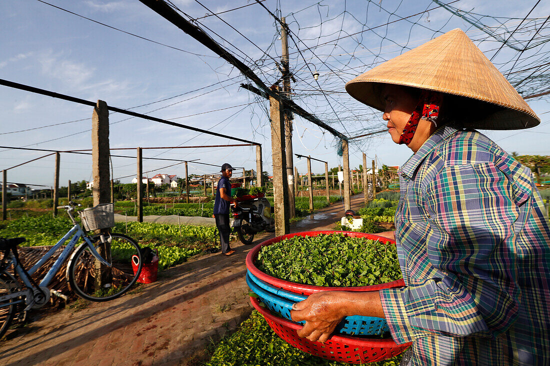 Bauer bei der Arbeit, Landwirtschaft, organische Gemüsegärten im Dorf Tra Que, Hoi An, Vietnam, Indochina, Südostasien, Asien