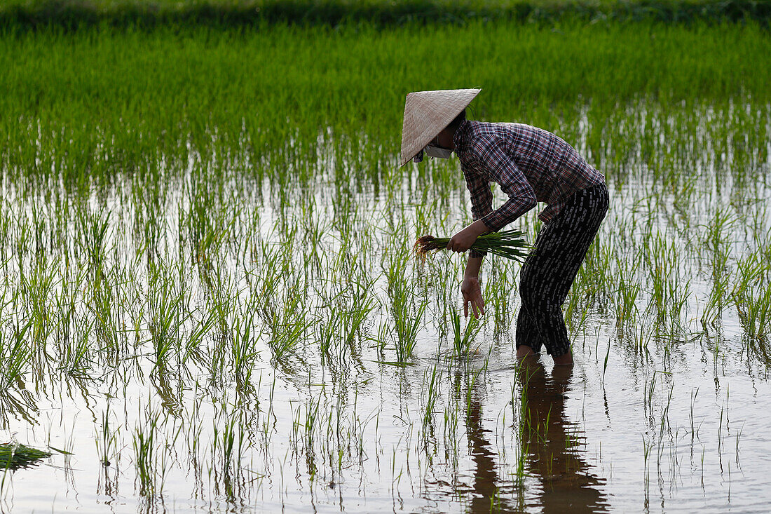 Silhouette einer asiatischen Frau, die Reissetzlinge in einem Reisfeld pflanzt, Landwirtschaft, Hoi An, Vietnam, Indochina, Südostasien, Asien