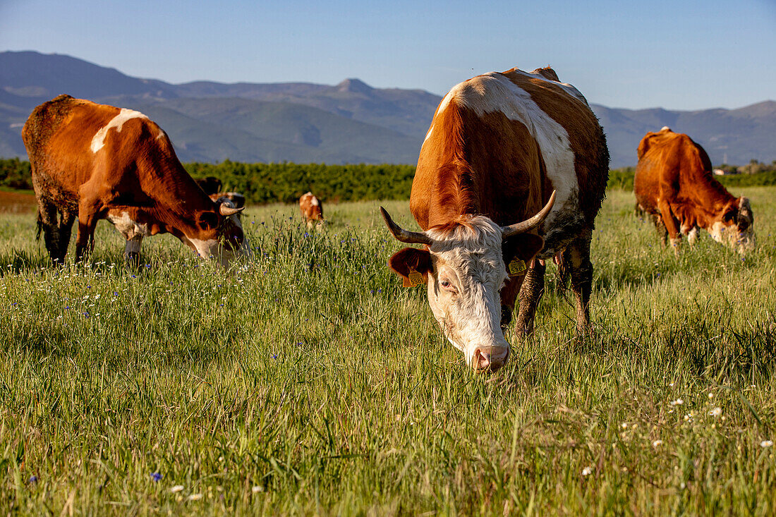Grazing cattle in Zallq, Istog province, Kosovo, Europe
