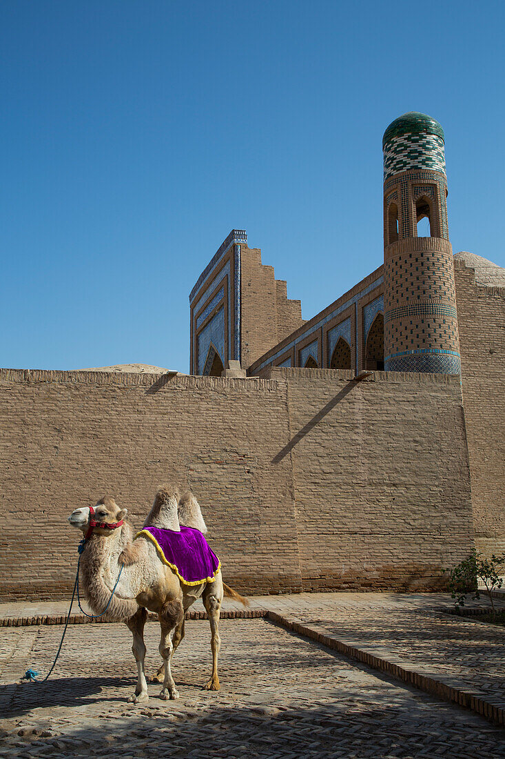 Camel, Ichon Qala (Itchan Kala), UNESCO World Heritage Site, Khiva, Uzbekistan, Central Asia, Asia