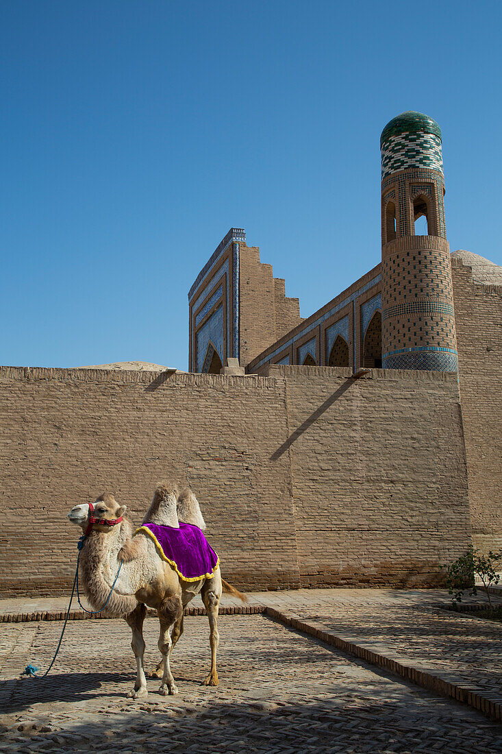 Kamel, Ichon Qala (Itchan Kala), UNESCO-Welterbestätte, Chiwa, Usbekistan, Zentralasien, Asien