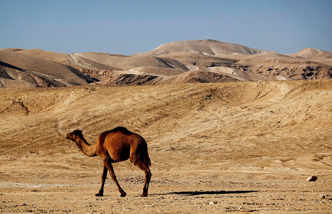 Arabian camel in the Judean Desert, Israel, Middle East