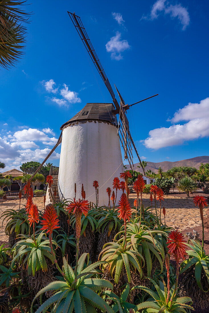 Blick auf traditionelle Windmühle, Museum (Museo) del Queso Majorero, Antigua, Fuerteventura, Kanarische Inseln, Spanien, Atlantik, Europa