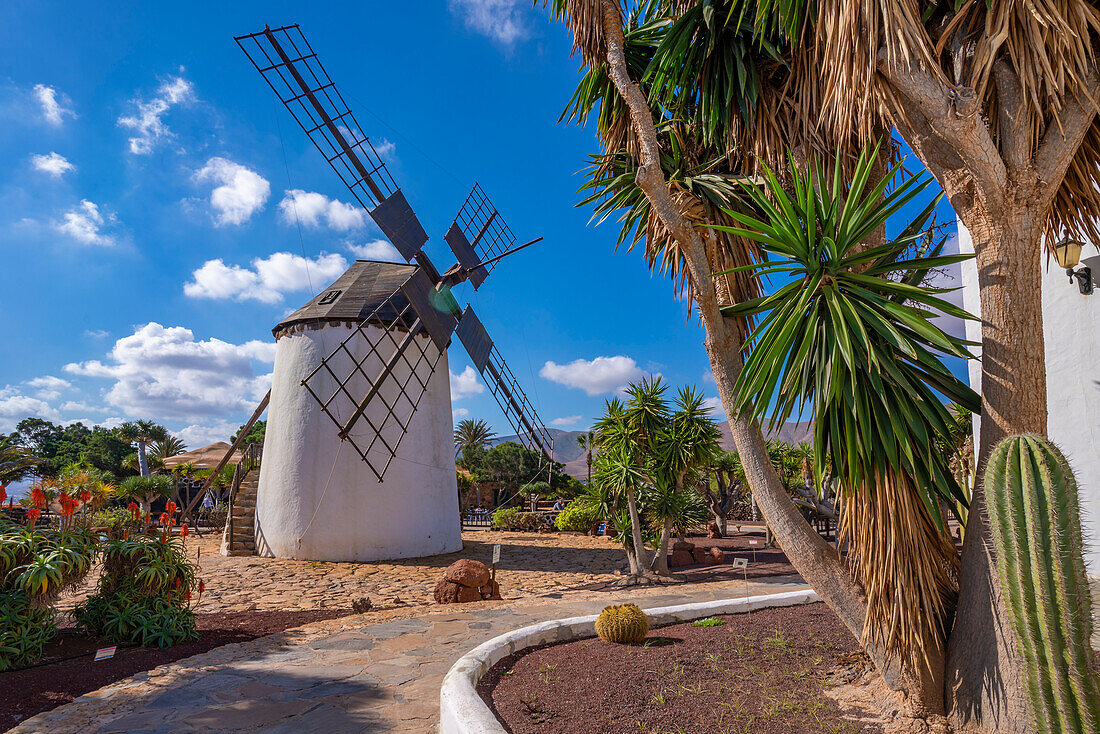 View of traditional windmill, Museum (Museo) del Queso Majorero, Antigua, Fuerteventura, Canary Islands, Spain, Atlantic, Europe