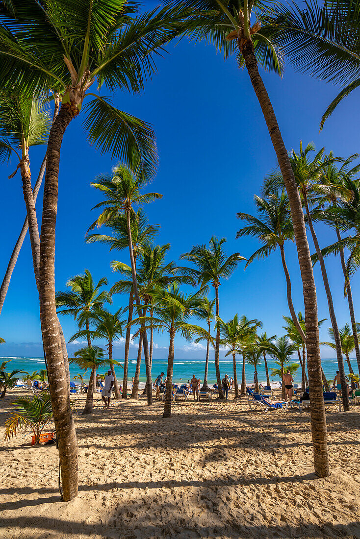 View of sea, beach and palm trees on a sunny day, Bavaro Beach, Punta Cana, Dominican Republic, West Indies, Caribbean, Central America