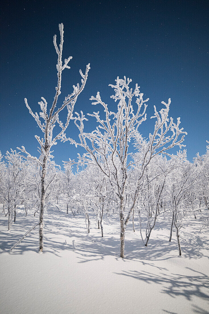 Einsame schneebedeckte Bäume in einer kalten Nacht, Gemeinde Kiruna, Landkreis Norrbotten, Lappland, Schweden, Europa