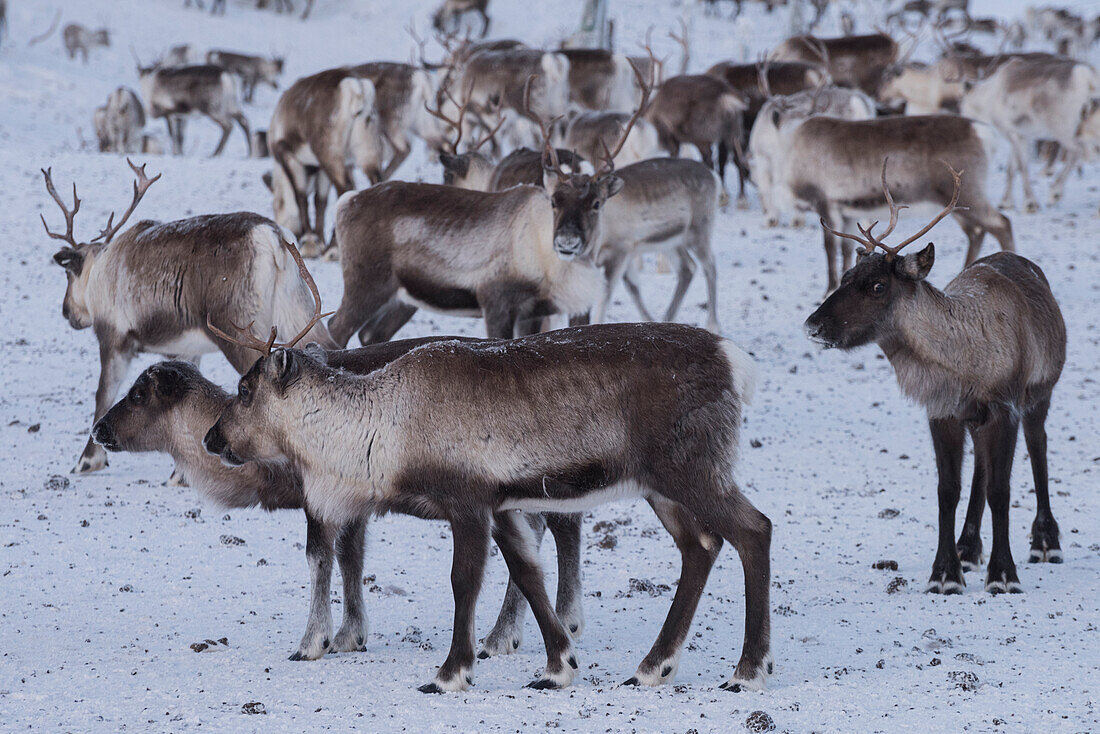 Flock of reindeer in the snow, Abisko, Kiruna Municipality, Norrbotten County, Lapland, Sweden