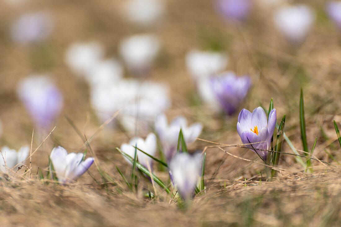 Crocus blooming in Valmalenco, Valtellina, Sondrio Province, Lombardy, Italy, Europe